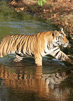 Bandhavgarh National Park