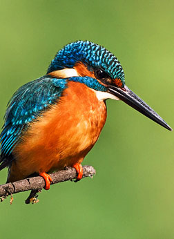 Bharatpur Bird Sanctuary