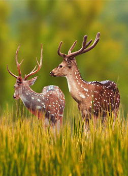 Kanha National Park