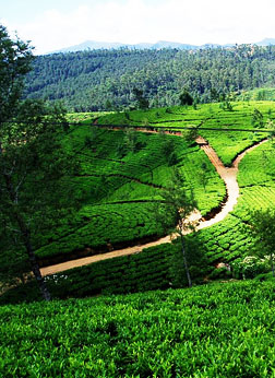 Tea Pantation, Nuwara Eliya