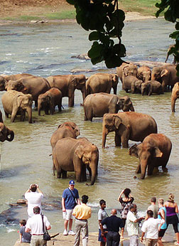 Pinnawala Elephant Orphanage