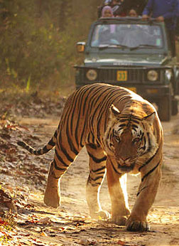 Ranthambore National Park Jeep Safari