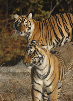 Ranthambore National Park