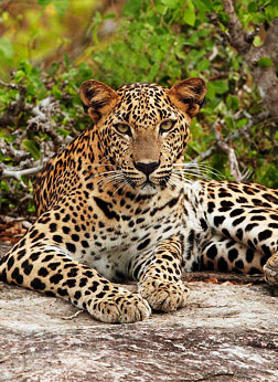 Yala National Park